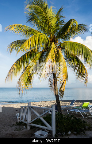 Eine Kokospalme. Cocos Nucifera, mit Obst gegen einen blauen Himmel und Strand Resort auf St. Croix, Amerikanische Jungferninseln. Stockfoto