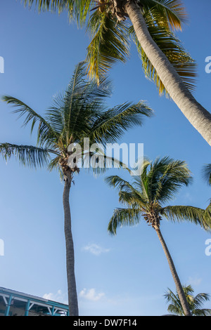 Kokospalmen. Cocos nucifera, mit Obst vor blauem Himmel auf St. Croix, US Virgin Islands. Stockfoto