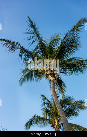 Kokospalmen. Cocos nucifera, mit Obst vor blauem Himmel auf St. Croix, US Virgin Islands. Stockfoto