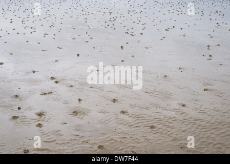 Hintergrund Wattenmeer bei Ebbe mit vielen Wattwurm sand wirft Stockfoto