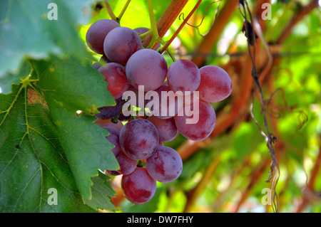 Rot lila Trauben am Rebstock vor der Ernte Stockfoto