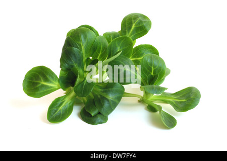 Valerianella Locusta, Feldsalat, Feldsalat isoliert auf weißem Hintergrund Stockfoto