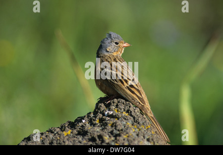 CRETZSCHMAR BUNTING (Emberiza Caesia) Männchen im Sommer Zucht Gefieder thront auf Felsen Lesbos Griechenland Stockfoto