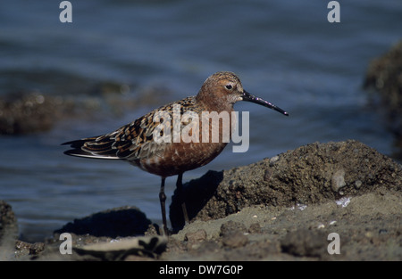 SICHELSTRANDLÄUFER (Calidris Ferruginea) Erwachsenen über Migration in in der Nähe von voll Zucht Gefieder Lesbos Griechenland Stockfoto