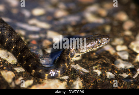DICE SNAKE (Natrix Tessellata) Schwimmen im Wasser Lesbos Griechenland Stockfoto