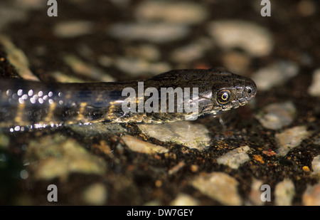 DICE SNAKE (Natrix Tessellata) Schwimmen im Wasser Lesbos Griechenland Stockfoto