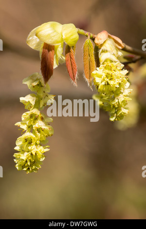 Blumen im Frühling blühenden Winter Hasel, Corylopsis Sinensis Var sinensis Stockfoto