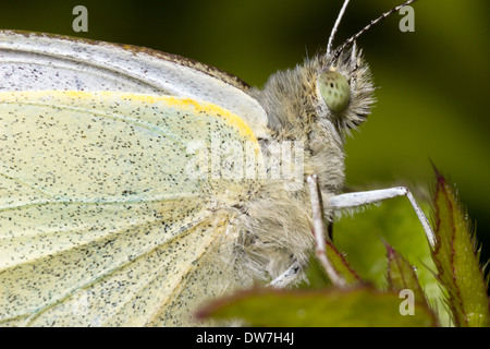 Schuss auf das Auge eines männlichen großen weißen Schmetterlinges, Pieris Brassicae konzentriert hautnah Stockfoto