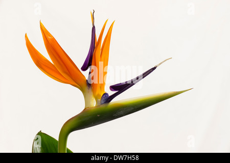 Nahaufnahme einer doppelten Blume des Werks Paradiesvogelblume Strelitzia Reginae, blühen drinnen in einem Plymouth-Garten Stockfoto