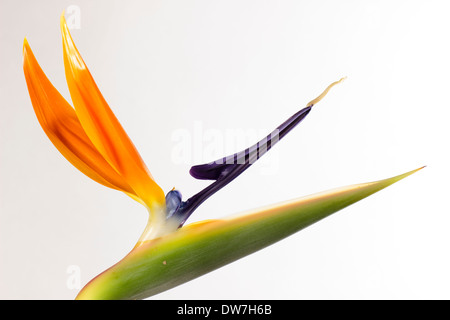 Nahaufnahme einer einzelnen Blume des Werks Paradiesvogelblume Strelitzia Reginae, blühen drinnen in einem Plymouth-Garten Stockfoto
