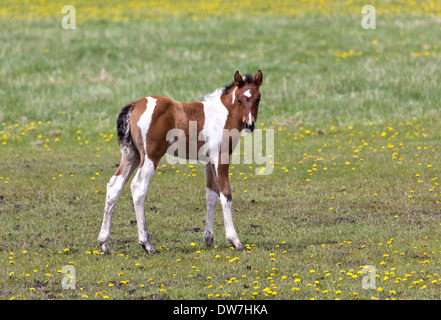 ein Junge braune und weiße Fohlen steht auf einer grünen Wiese mit Löwenzahn Stockfoto