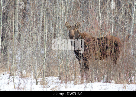 Ein junger Stier Elch im Wald im Winter in Alberta, Kanada Stockfoto