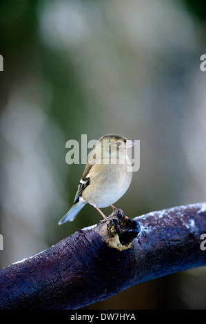 Gemeinsamen Buchfink, Fringilla Coelebs, Weiblich, West Lothian, Schottland, UK Stockfoto