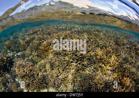 Korallen-Riff mit mehreren Acropora Arten, Fagaalu Bay, Pago Pago, Tutuila Insel, Amerikanisch-Samoa Stockfoto