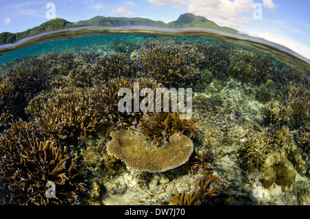 Korallen-Riff mit mehreren Acropora Arten, Fagaalu Bay, Pago Pago, Tutuila Insel, Amerikanisch-Samoa Stockfoto
