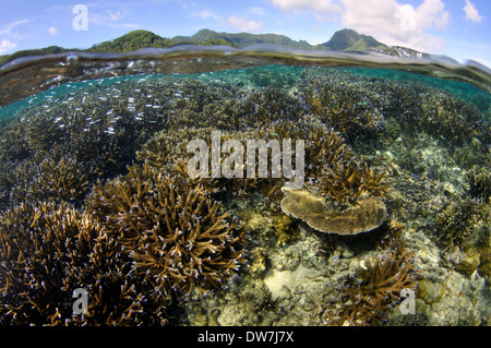 Korallen-Riff mit mehreren Acropora Arten, Fagaalu Bay, Pago Pago, Tutuila Insel, Amerikanisch-Samoa Stockfoto