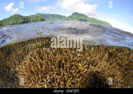 Korallen-Riff mit mehreren Acropora Arten, Fagaalu Bay, Pago Pago, Tutuila Insel, Amerikanisch-Samoa Stockfoto