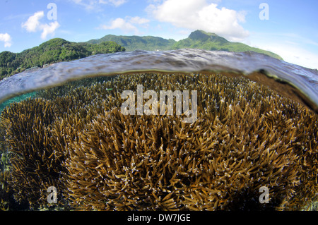 Korallen-Riff mit mehreren Acropora Arten, Fagaalu Bay, Pago Pago, Tutuila Insel, Amerikanisch-Samoa Stockfoto