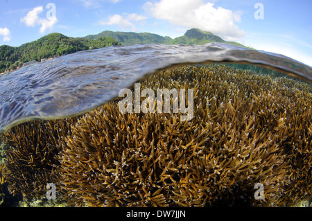 Korallen-Riff mit mehreren Acropora Arten, Fagaalu Bay, Pago Pago, Tutuila Insel, Amerikanisch-Samoa Stockfoto