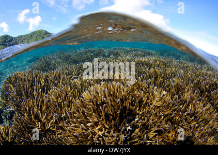 Korallen-Riff mit mehreren Acropora Arten, Fagaalu Bay, Pago Pago, Tutuila Insel, Amerikanisch-Samoa Stockfoto