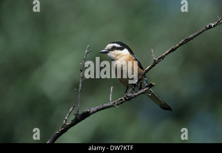 MASKIERTE WÜRGER (Lanius Nubicus) Männchen thront in Olivenbaum Lesbos Griechenland Stockfoto