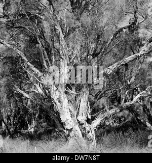 Bäume und Vegetation in Star Sumpf Nature Reserve, Perth, Western Australia / Stockfoto