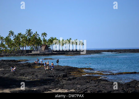 Felsen und Kokospalmen Honaunau Bay, Big Island, Hawaii, USA Stockfoto