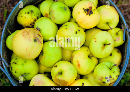 Ernte gebrochen und schlechte Äpfel in einen Eimer Stockfoto