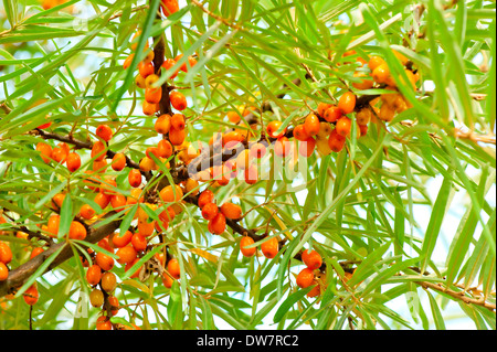 Reife Sanddorn Beeren am Zweig Stockfoto