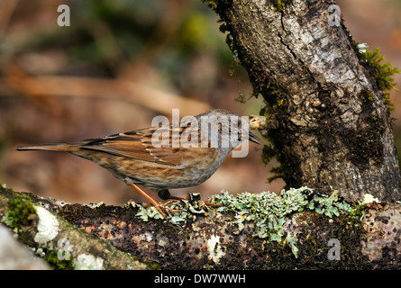 Horizontale Porträt der Heckenbraunelle Prunella Modularis (Prunelidae), Erwachsene auf Zweig thront. Stockfoto