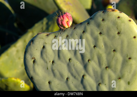 Kakteen auf einer Landstraße in Petaluma, Kalifornien, USA Stockfoto