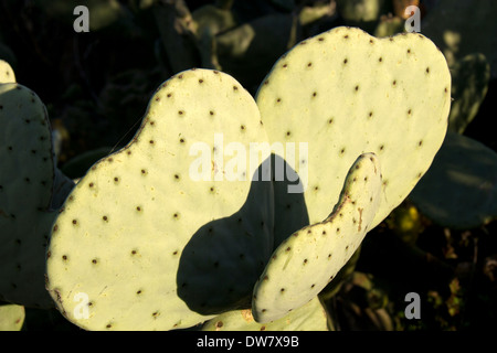 Herzförmige Kakteen, Petaluma, Kalifornien, USA, Nordamerika. Stockfoto