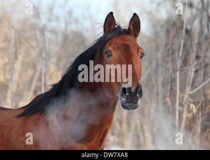 Heißen Atem der jungen Trakehner Pferde in Wintertag Stockfoto