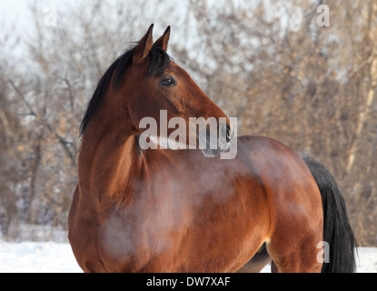 Heißen Atem der jungen Trakehner Pferde in Wintertag Stockfoto