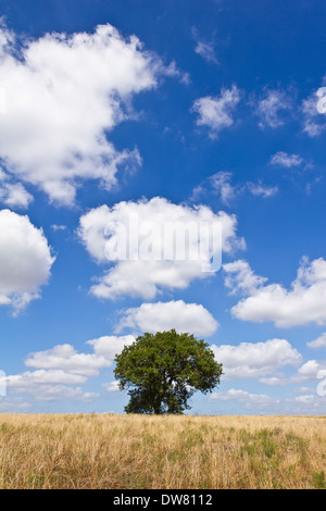 Ein einsamer Baum gelegt in einem gelben Feld unter einem blauen, bewölkten Himmel. Stockfoto