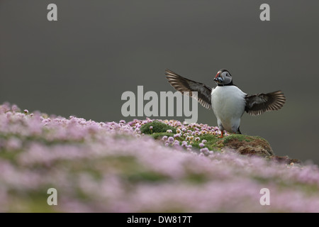 Papageientaucher in Sparsamkeit auf Fair Isle Stockfoto