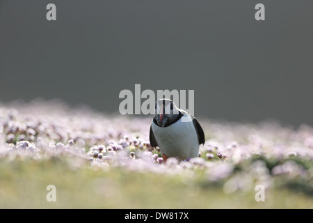 Papageientaucher in Sparsamkeit auf Fair Isle Stockfoto