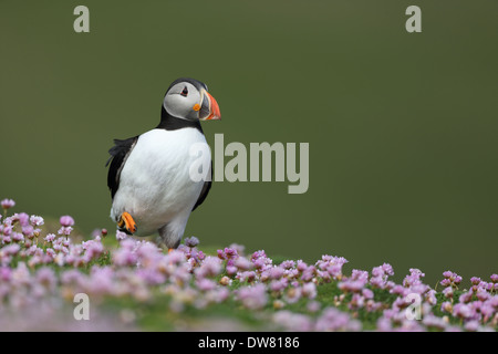 Papageientaucher in Sparsamkeit auf Fair Isle Stockfoto