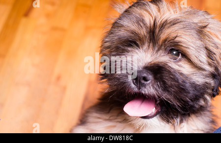 Der Lhasa Apso ist ein nicht-sportliche Hunderasse mit Ursprung in Tibet. Es wurde als eine innere Wachposten im buddhistischen gezüchtet. Stockfoto