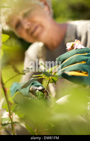 Bild von älteren Frauenbeschneidung getrocknete rose Blume von der Pflanze im Garten. Selektiven Fokus auf alte Frau die Hände schneiden Blumen. Stockfoto