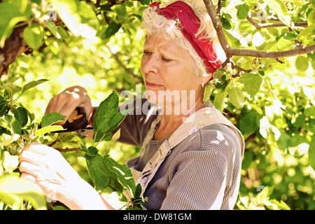 Alte Frau Baumschnitt Baum im Hof - Senior Woman Gartenarbeit im Hinterhof Stockfoto