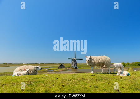 Schafe und Windmühle und Wildblumen im niederländischen Wattenmeer Insel Texel Stockfoto