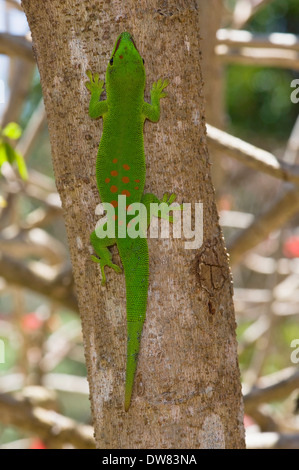 Riesige Madagaskar Taggecko (Phelsuma Madagascariensis Grandis) Stockfoto