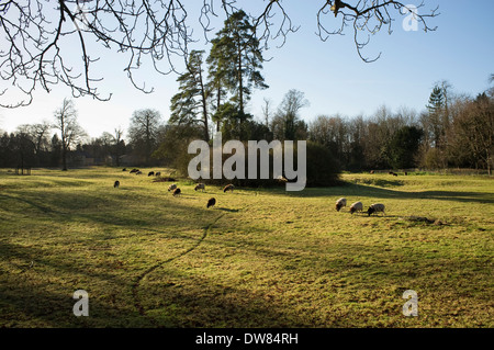 Herdwick und Jacob Schafbeweidung in einem Feld in Lechlade, Gloucestershire, England, UK. Stockfoto