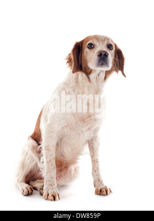 Porträt von einem Brittany Spaniel vor weißem Hintergrund Stockfoto