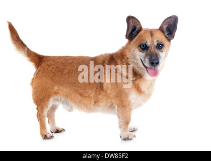 Welsh Corgi vor weißem Hintergrund Stockfoto
