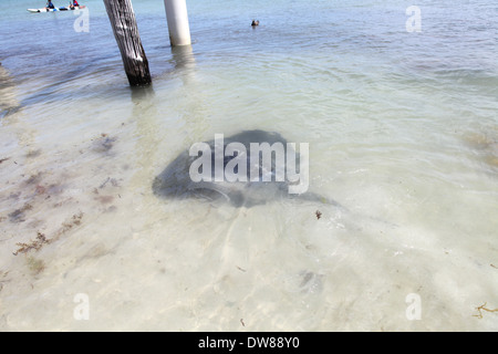 Hamelin Bay Western Australia, Australia Stockfoto