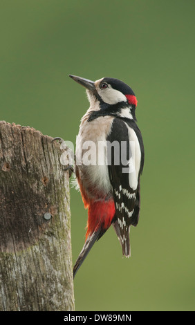 ein Buntspecht-Männchen thront auf der alten post Stockfoto