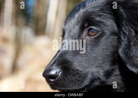 ein Welpe Hund Gesicht als Closeup, schwarzes Fell Stockfoto