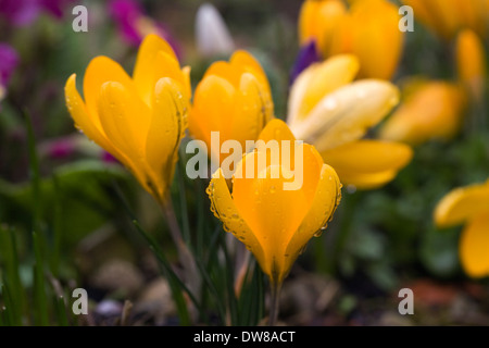 Gelbe Feder Krokusse im Garten wächst. Stockfoto